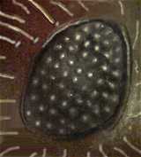 Ojo de Anisorhizobius funebris