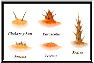 Armaduras de larvas de Coccinellidae