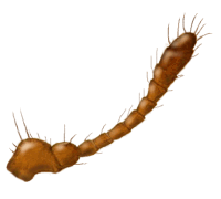 Antena de Cheilomenes sexmaculata