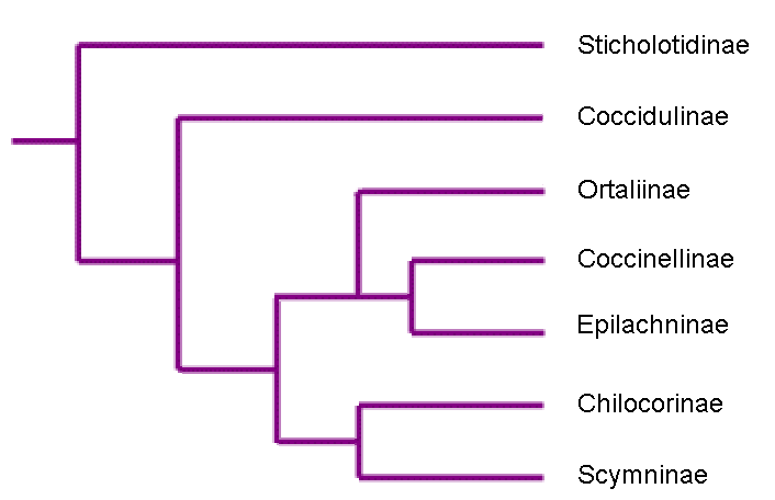 Cladograma de Coccinellidae