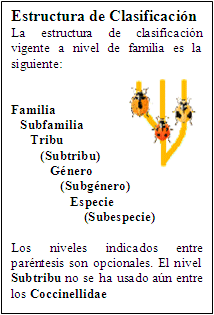 Clasificacion de Coccinellidae