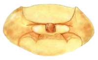 Prosterno de  Clitostethus arcuatus
