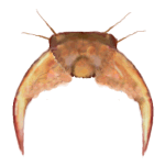 U&ntilde;a de Clitostethus arcuatus