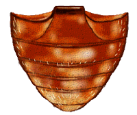 Abdomen de Coccidophilus sp.