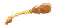 Antena de Coccidophilus sp.