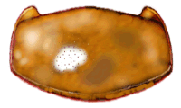 Pronoto de Coccidophilus sp.