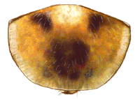 Protorax de Cranoryssus fairmairei