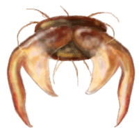 Uñas de Cranoryssus flavomarginatus