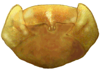 Prosterno de Cryptolaemus monstrouzieri