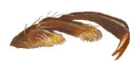 Tarso de Cryptolaemus monstrouzieri