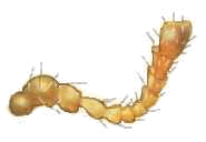 Palpo Maxilar