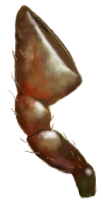 Palpo de Cycloneda ancoralis
