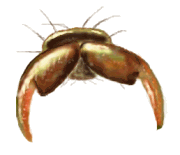 Uña de Cycloneda ancoralis