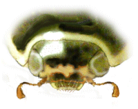 Cabeza de macho de Cycloneda chilena