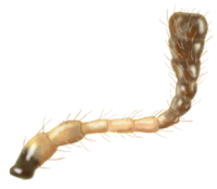 Antena de Eriopis andina