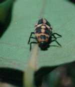 Larva de Eriopis connexa