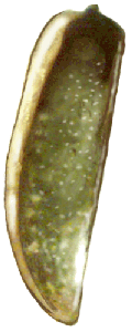 Elitro de Eriopis eschscholtzi