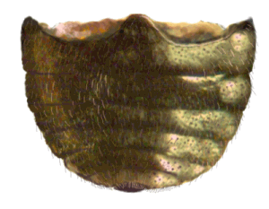 Abdomen de Eriopis magellanica