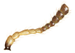 Antena de Eriopis minima