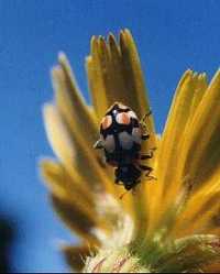 Eriopis connexa