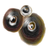 Escamas