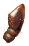 Palpo maxilar de Eupaleoides chiloensis