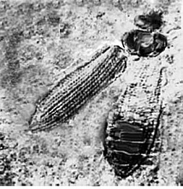 Fósil de Coleoptera