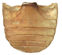 Abdomen de Heterodiomus brethesi