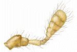 Antena de Heterodiomus brethesi