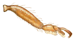 Pata de Heterodiomus marchali