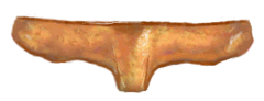 Prosterno de Heterodiomus marchali