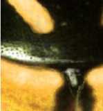 Borde posterior del pronoto
