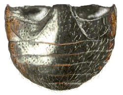 Abdomen de Hyperaspis funesta