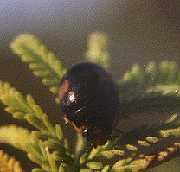 Hyperaspis funesta