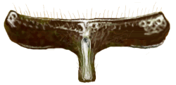 Prosterno de Hyperaspis germaini