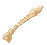 Antena de Hyperaspis nana