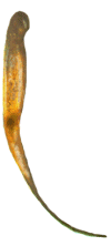 Epìpleura de Hyperaspis sp.