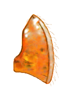 Margen pronotal de Mimoscymnus decorus