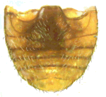 Abdomen de Mimoscymnus islanegrensis
