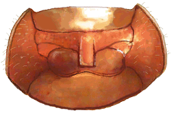 Prosterno de Mimoscymnus islanegrensis