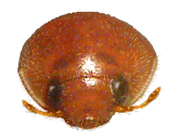 Pronoto y cabeza de Mimoscymnus laticlavus