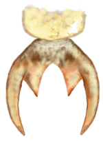 Uña de Mimoscymnus praeclarus