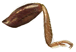 Pata de Mimoscymnus macula