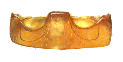 Lineas postcoxales de Mimoscymnus decorus