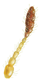 Antena de Mimoscymnus Gonzalezi
