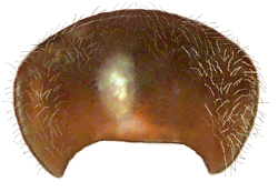 Protorax de Mimoscymnus gonzalezi