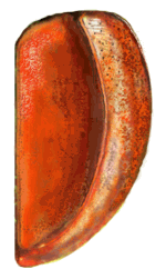 Epipleura de Nada patula