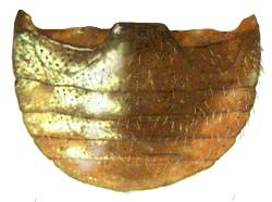 Abdomen de Neorhizobius sanguinolentus