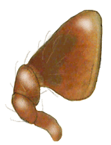 Palpo maxilar