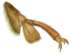 Tarso de Neoryssomus germaini